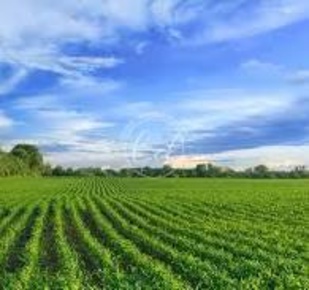 Foto Terreno agricolo a Pietrasanta di 3400 m² in vendita