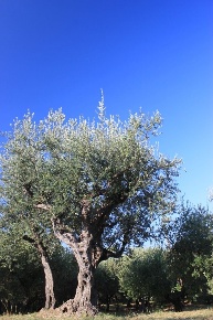 Foto Terreno agricolo a Santo Stefano di Magra di 2000 m² in vendita