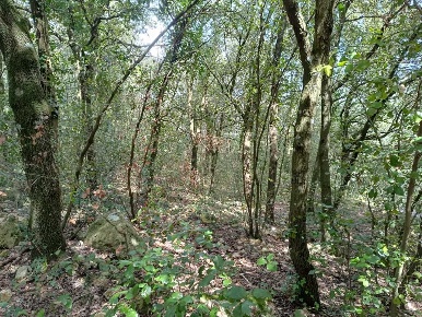 Foto Terreno agricolo in porchiano, Amelia Centro di 3000 m² in vendita