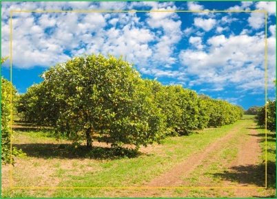 Foto Terreno agricolo in Corso Vittorio Emanuele 81, Floridia di 29 m²