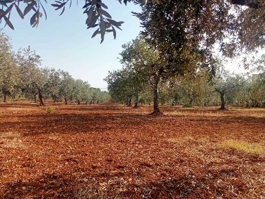 Foto Terreno agricolo a Castelvetrano di 1850 m² in vendita