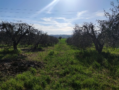 Foto Terreno agricolo a Alviano di 200 m² in vendita