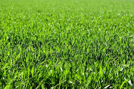 Foto Terreno industriale in Strada Quinzanese, Verolanuova di 28600 m²