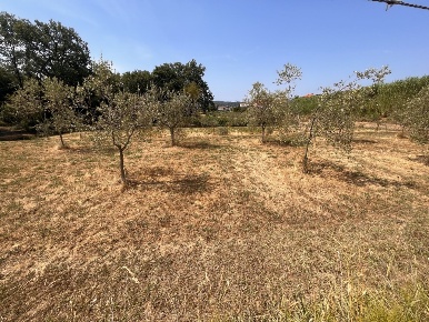 Foto Terreno industriale a Santo Stefano di Magra di 6000 m² in vendita