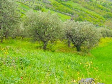Foto Terreno agricolo a Colonnella di 11000 m² in vendita