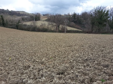 Foto Terreno agricolo a Carassai in vendita