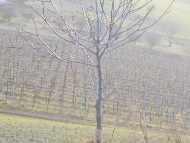 Foto Terreno agricolo in contrada, Ripatransone in vendita