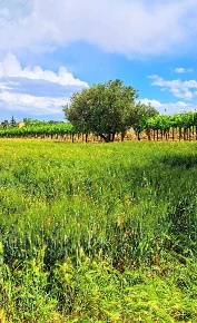 Foto Terreno edificabile in Contrada Codacchie 58, Rocca San Giovanni