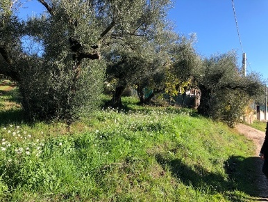 Foto Terreno edificabile in Via Antonio Gramsci, Marcellina di 1 m²