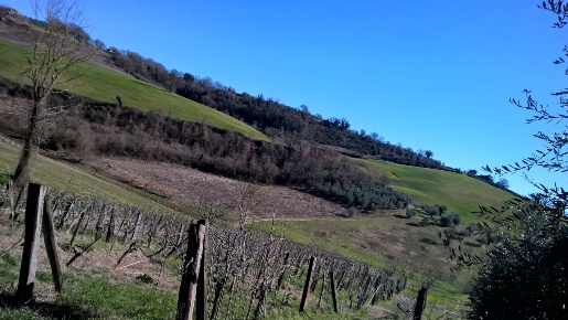 Foto Terreno agricolo a Lugnano in Teverina di 10000 m² in vendita