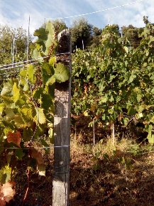 Foto Terreno agricolo a Massa di 800 m² in vendita