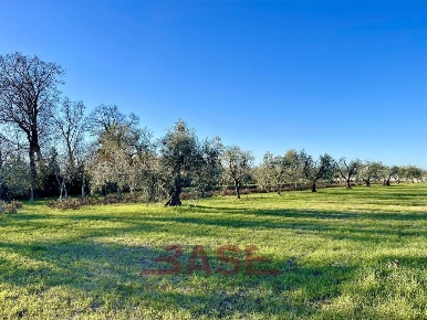 Foto Terreno agricolo in Strada Provinciale 13, Rosignano Marittimo Vada