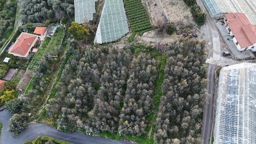 Foto Terreno agricolo in Via Gallina, Bordighera Due Strade di 6442 m²