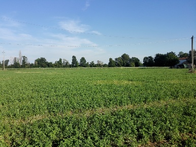 Foto Terreno agricolo a Sarzana di 4000 m² in vendita