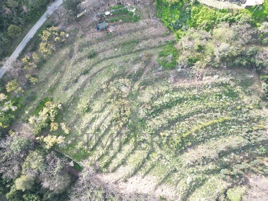 Foto Terreno agricolo in Regione Magauda 36, Camporosso di 14266 m²