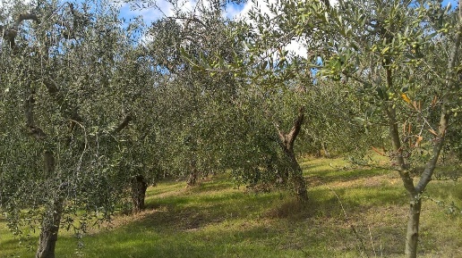 Foto Terreno agricolo in sasso glorioso, Lugnano in Teverina di 6000 m²