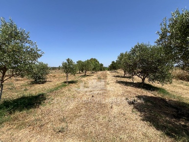 Foto Terreno agricolo a Alghero Maria Pia, Fertilia di 40000 m² in vendita