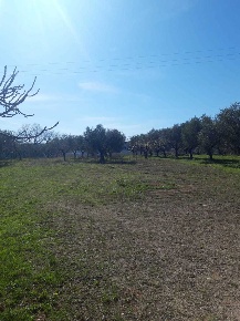Foto Terreno agricolo a Torrevecchia Teatina di 1000 m² in vendita
