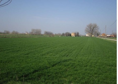 Foto Terreno agricolo in Via Canova, Moglia di 14319 m² in vendita