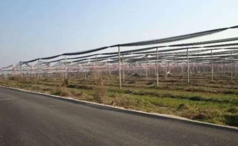 Foto Capannone industriale in Strada dell'Alpo, Verona di 59561 m²