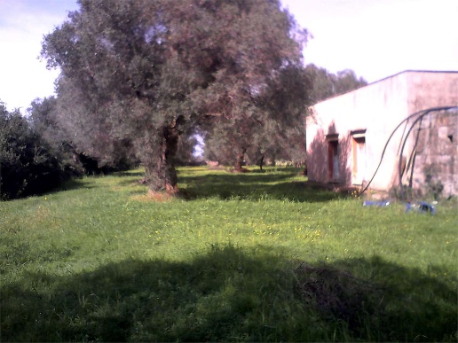 immagine annuncio 4 di 8