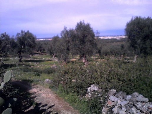 immagine annuncio 5 di 8