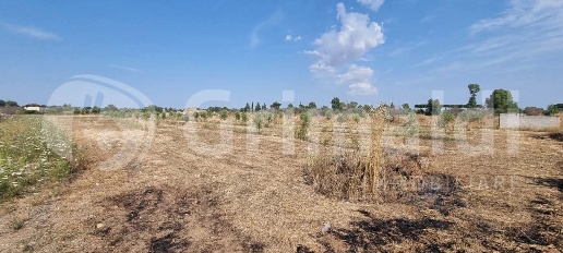 Foto Terreno agricolo in Contrada Mazzi snc, Alezio di 6665 m² in vendita