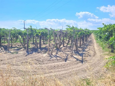 Foto Terreno agricolo in STRADA COMUNALE VECCHIA BARLETTA, Cerignola