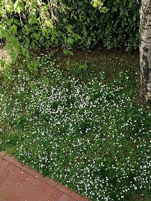 Foto Casa indipendente a Montespertoli San Quirico In Collina di 200 m²