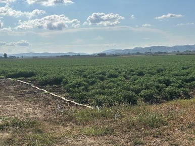 Foto Terreno agricolo a Orbetello in vendita