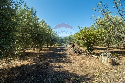 Foto Terreno agricolo in Belpasso, Belpasso di 10000 m² in vendita