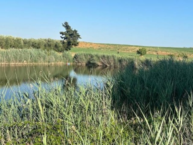Foto Terreno agricolo a Orbetello in vendita