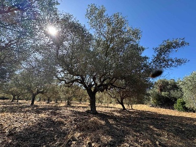 Foto Terreno agricolo a Soleminis di 3500 m² in vendita