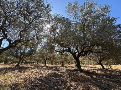 Foto Terreno agricolo a Soleminis di 3500 m² in vendita