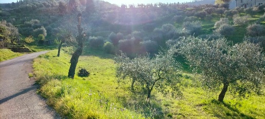 Foto Terreno agricolo a Carmignano Podere Isola di 13500 m² in vendita