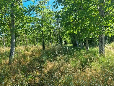 Foto Terreno agricolo in Via Santissima Trinità, Assisi di 15000 m²