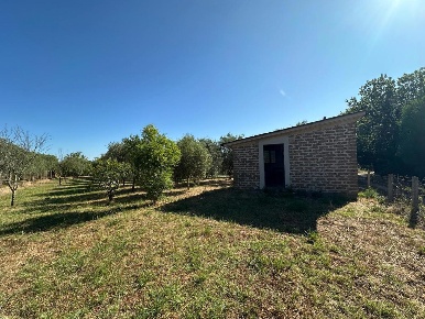 Foto Terreno agricolo in Via Pancia SNC, Castel Sant'Elia in vendita