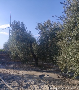 Foto Terreno agricolo in BORGO TRESSANTI, Cerignola in vendita