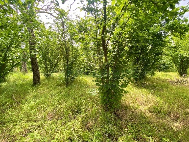 Foto Terreno agricolo a Quindici in vendita