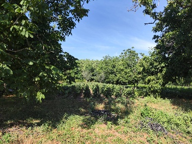 Foto Terreno agricolo in via masseria macedonia, Pomigliano d'Arco