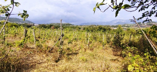 Foto Terreno agricolo a Montecorvino Pugliano di 30000 m² in vendita