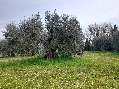 Foto Terreno agricolo a Castiglione del Lago in vendita