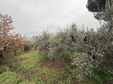Foto Terreno agricolo in Indirizzo non valido, Paciano di 5000 m²