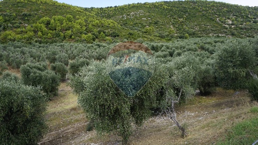 Foto Terreno agricolo in Località Perazzeta, Vieste in vendita