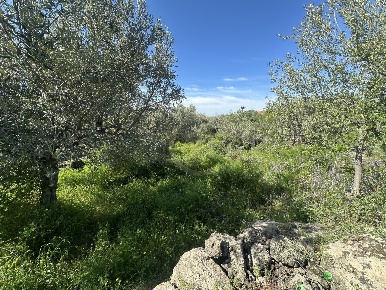 Foto Terreno agricolo in Via San Antonio Romito 71, Misterbianco in vendita
