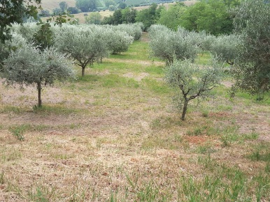 Foto Agriturismo a Offagna di 360 m² con 10 locali in vendita