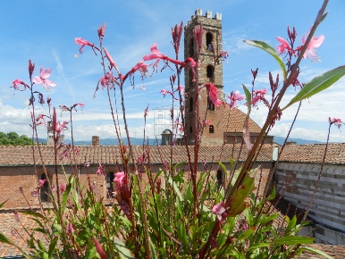 Foto Locale commerciale in via Beccheria 35, Lucca di 500 m² con 7 locali