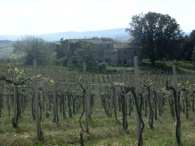 Foto Cessione attività a San Gimignano con 100 locali in vendita