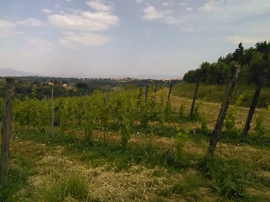 Foto Cessione attività a San Miniato Cusignano, Canneto con 10 locali