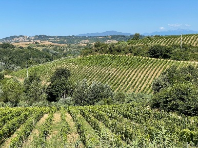 Foto Cessione attività a Montaione con 13 locali in vendita